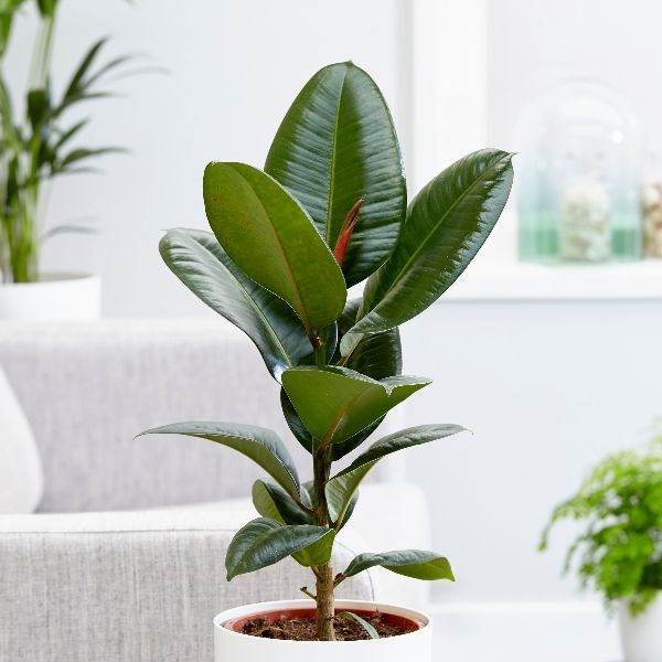 Ficus Robusta