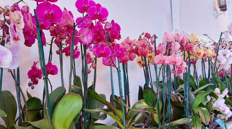 Donde comprar Orquideas en Morelos