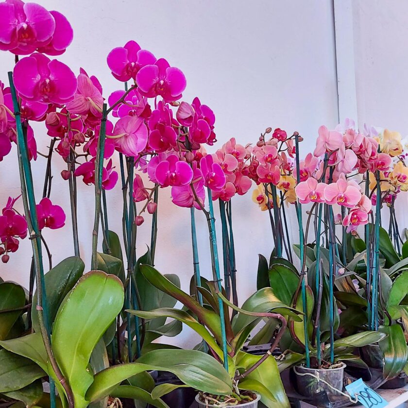 Donde comprar Orquideas en Morelos