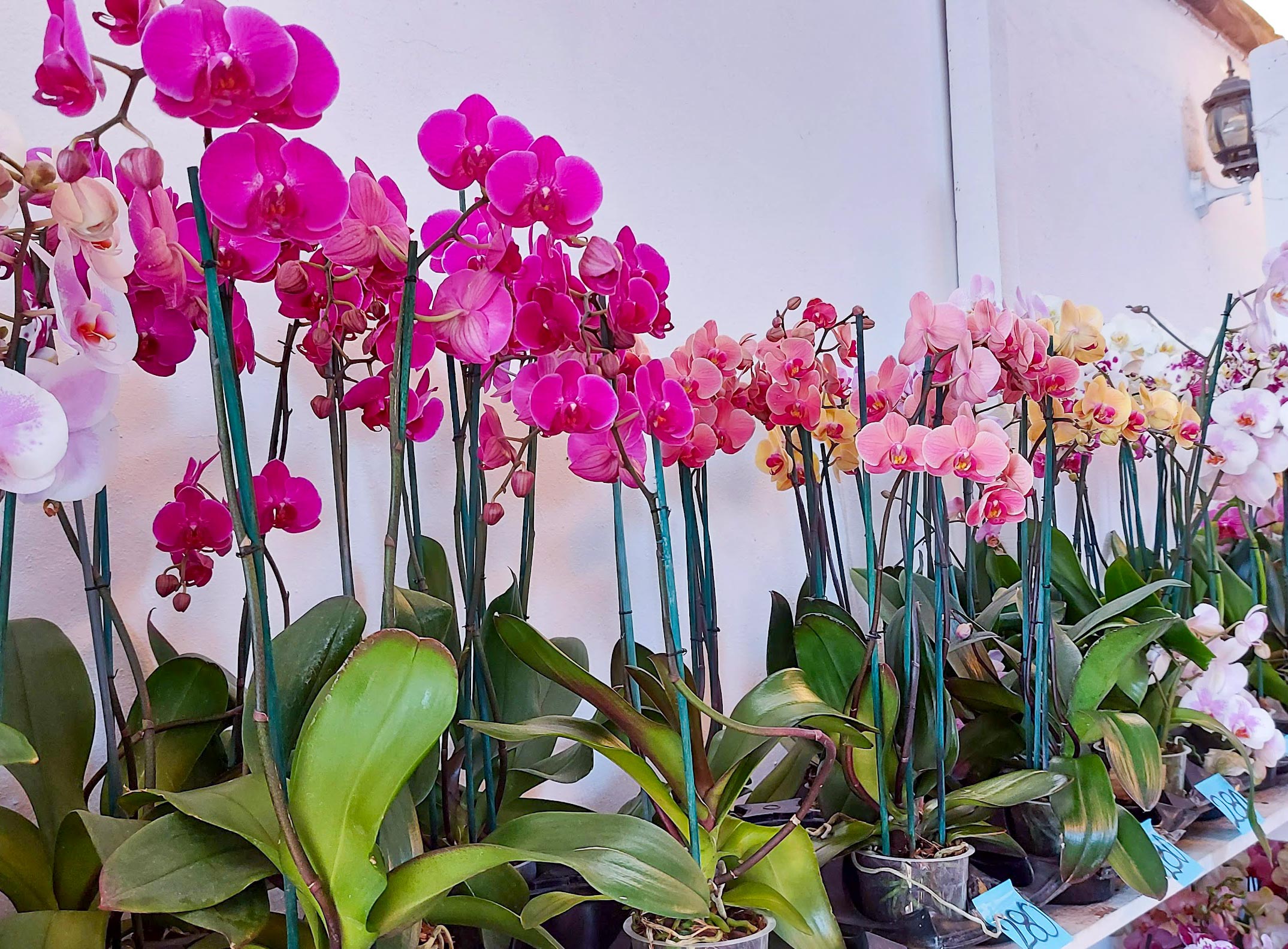 3 Lugares Donde Comprar Orquídeas en Morelos - Agente Inmobiliario